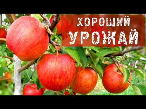 05. Как заставить яблоню плодоносить.