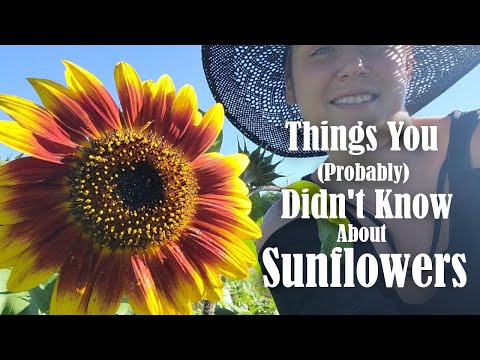 Videó: A napvirágom nem uralkodik – Hogyan lehet megszabadulni a tavirózsától