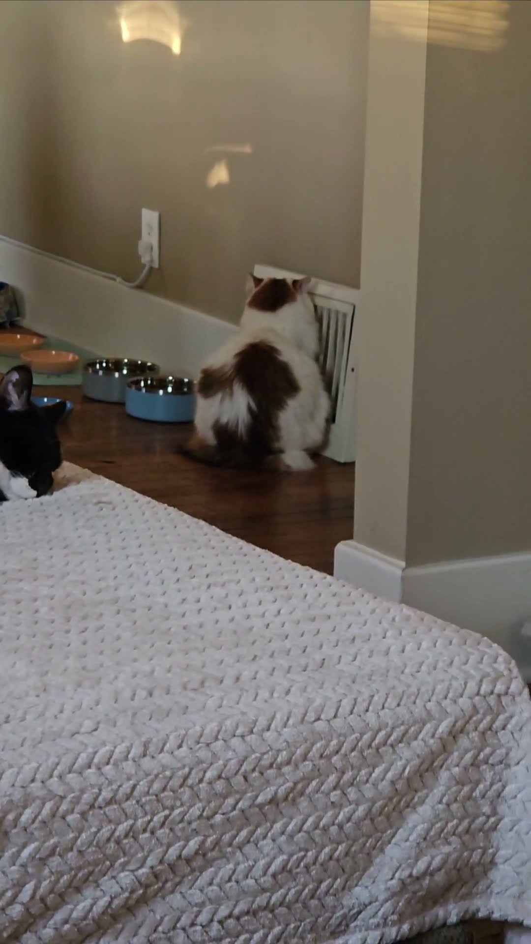 Marshmallow Cat Waits To Roast || ViralHog