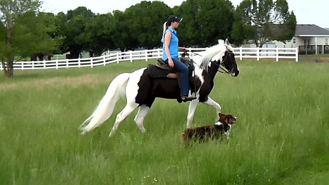 Chief Black tobiano tennessee walking/spotted saddle horse for sale! YouTube
