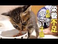 ミルクを飲まない子猫に急遽、離乳食を食べさせると【赤ちゃん猫】【保護猫 子猫】