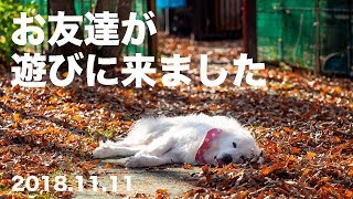 お友達が遊びにきてくれました　Greatpyrenees　グレートピレニーズ