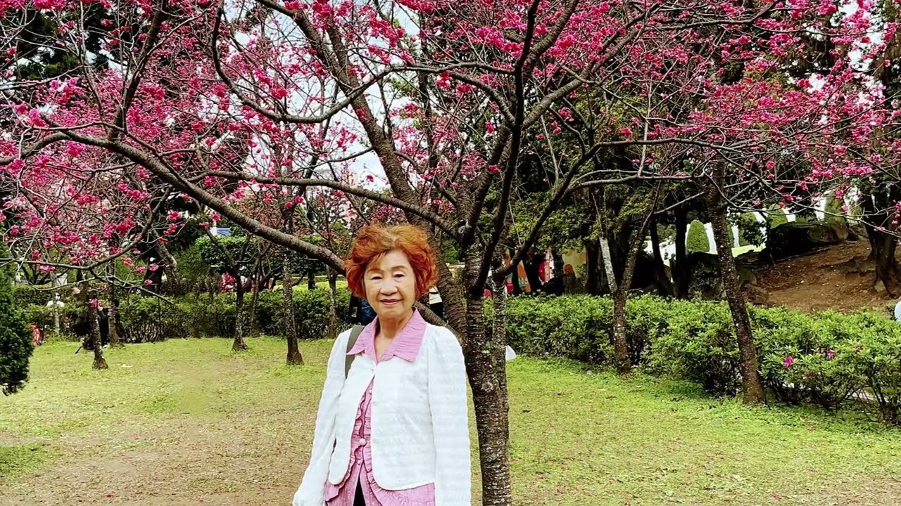 115年2月28日中正紀念堂賞櫻花（1）