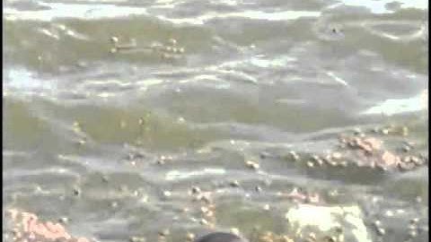 tình huống vụ kiện bán phá giá cá tra, cá basa - The Friends - K15C - DH Van Lang.avi