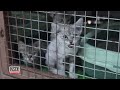 Abandoned Animals Fill Up Rescue Shelters As People Flee Iran War