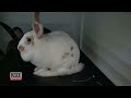 Abandoned Animals Fill Up Rescue Shelters As People Flee Iran War