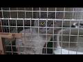 Abandoned Animals Fill Up Rescue Shelters As People Flee Iran War