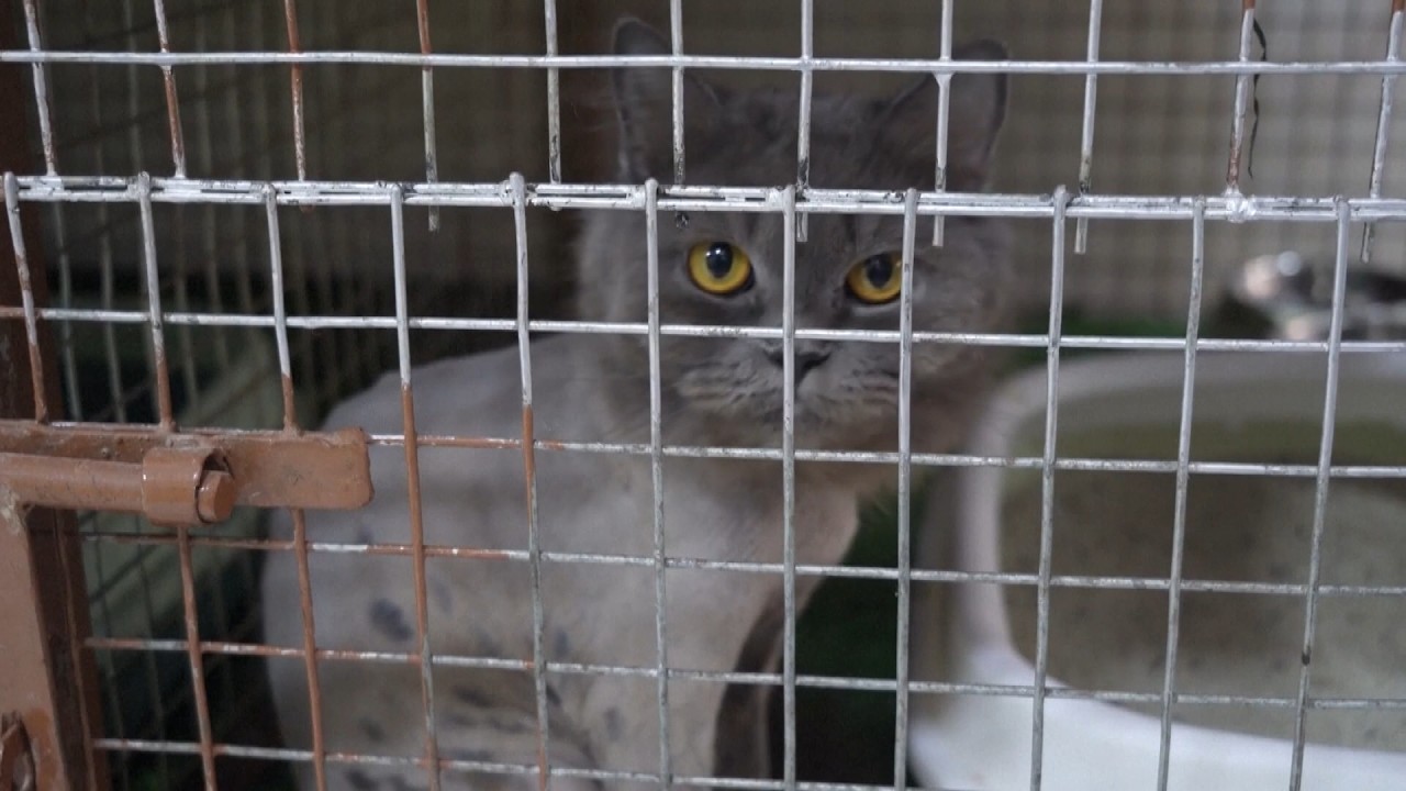 Abandoned Animals Fill Up Rescue Shelters As People Flee Iran War