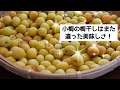 【小梅の梅干し】の作り方