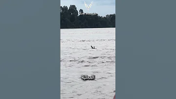 هذا التمساح يتظاهر بانه شخص يغرق 