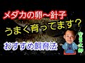 メダカ　針子の育て方これで大丈夫！