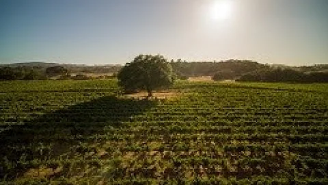 The History of Bacigalupi Vineyards