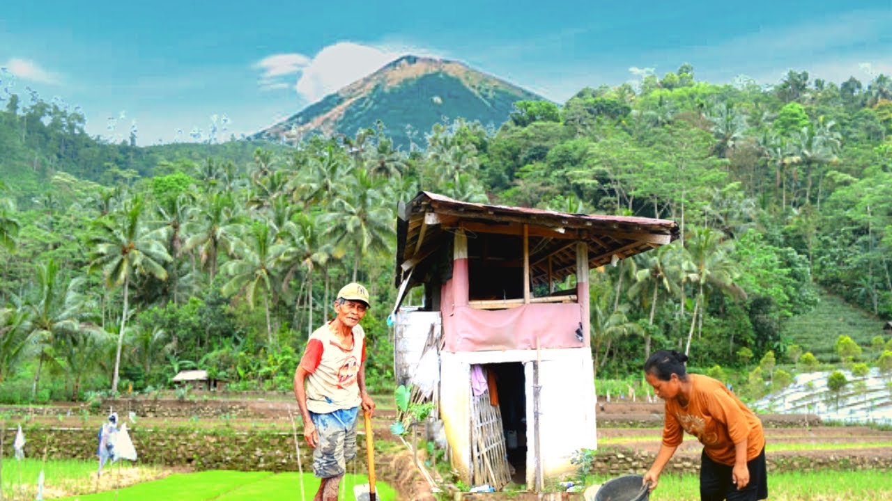 LUAR BIASA‼️ Pasangan petani ini memilih tinggal di gubuk tengah sawah, kenapa⁉️ @jejakomsenja
