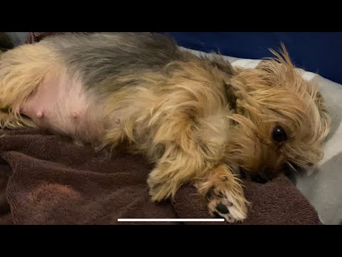 Video: Puppy Yako: Miezi 9-12