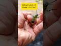 What Is This? I've Never Seen Anything Like It! #butterfly #insect #bug  #explore  #shorts #viral