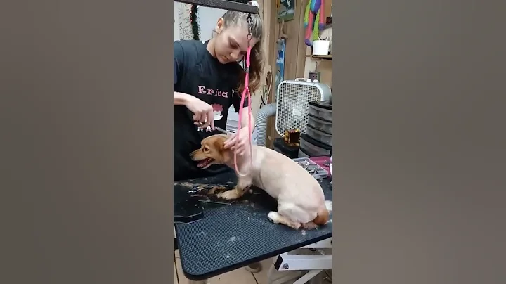 Pet Grooming at Barbara's Small Breed Pet Salon