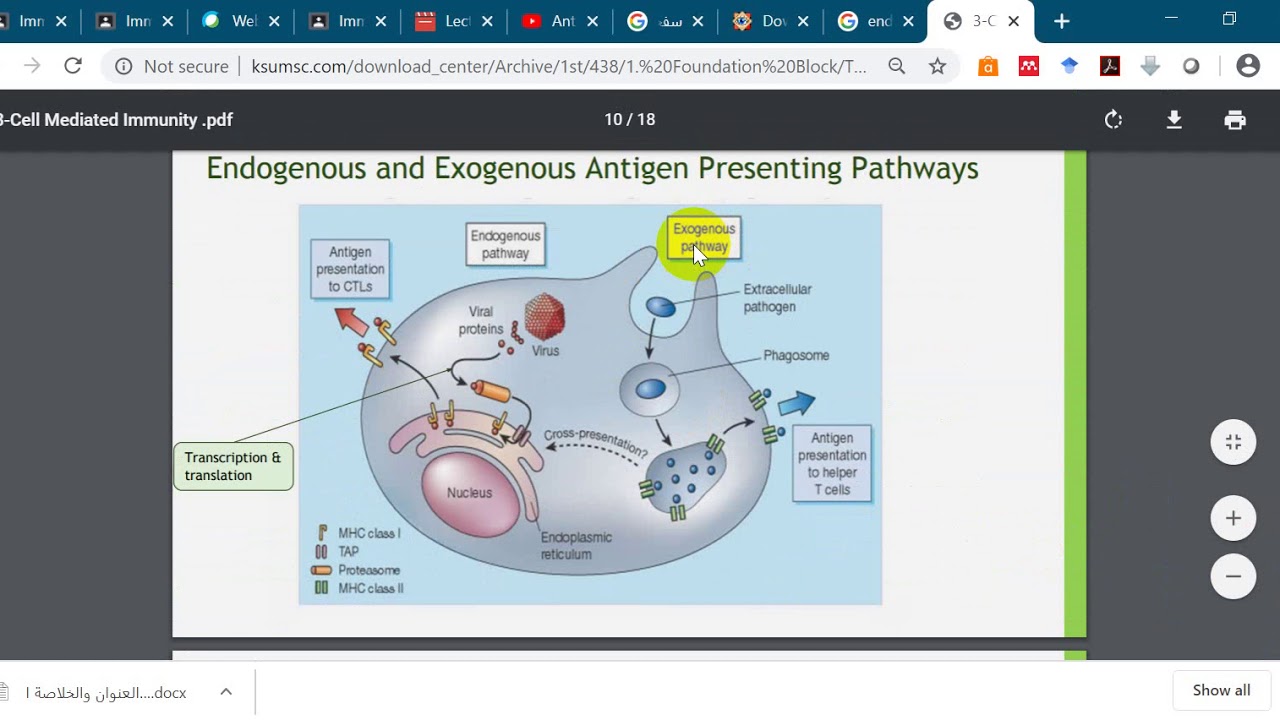 LectureAntigen Part(2) Endogenous and Exogenous Antigen YouTube