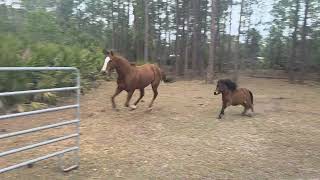 Running Horse Farts