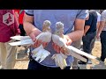 Птичий рынок г. Ташкент - ГОЛУБИ (08.05.2021) / Uzbek Pigeons
