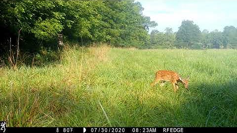 Browning Trail Cameras - Whitetail Fawn Calling for Its Mom on Browning Recon Force Edge