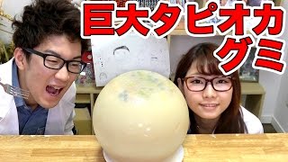 【実験】巨大タピオカグミ作ってみた！