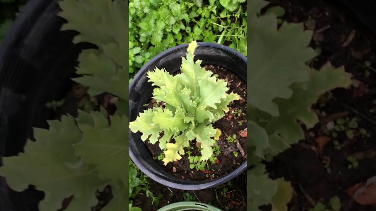 Spring Garden Phase 2 - growth beginning, some plant ID