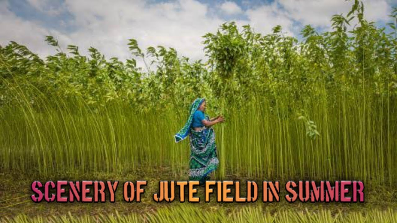 Scenery of jute fields in summer || West Bengal|| India - YouTube