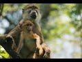 Kinda baboons become independent faster if moms are social and dominant