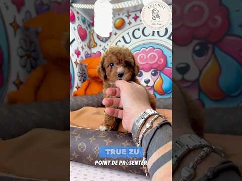 RODOLFO — FENOTIPO BARBONCINO TOY