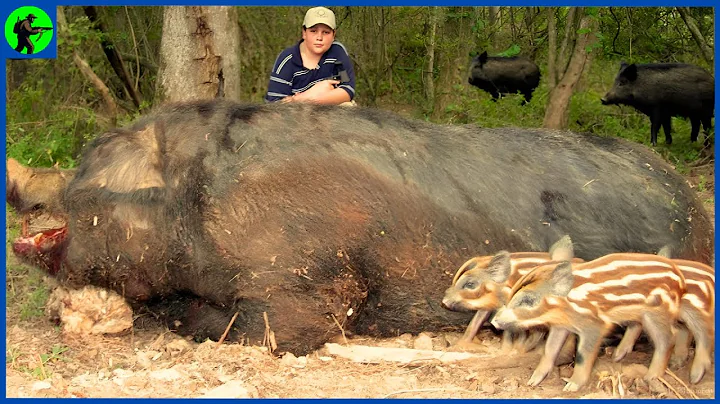 How Do Alabama Hunters Deal With Millions Of Feral Hogs | Farming Documentary