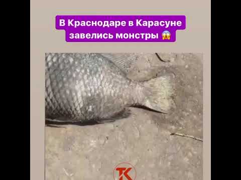 Рыбы – монстры завелись в озере Карасун под Краснодаром