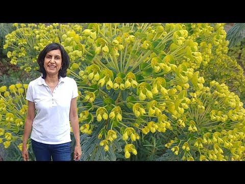 Video: Euphorbia Moeras