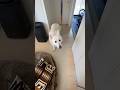 お姉ちゃんが帰って来て嬉しい大型犬【ホワイトシェパード】#shorts