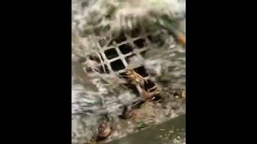 （ACCIDENT）雨水が溜って道路が冠水してしまいましたが基本的な事で解決しました！　#shorts #冠水 #道路 #雨水 #浸水