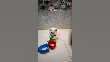 cute cat 😺😺😺 satisfying reverse video #asmr #cat #shotr