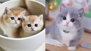 Cute Cute Baby Cats by DJ REAT REMAX BLOGGER 4 views 1 year ago 3 minutes, 9 seconds