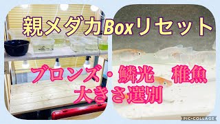 ふじやんメダカ　親メダカBoxリセット　ブロンズ・鱗光稚魚　大きさ選別