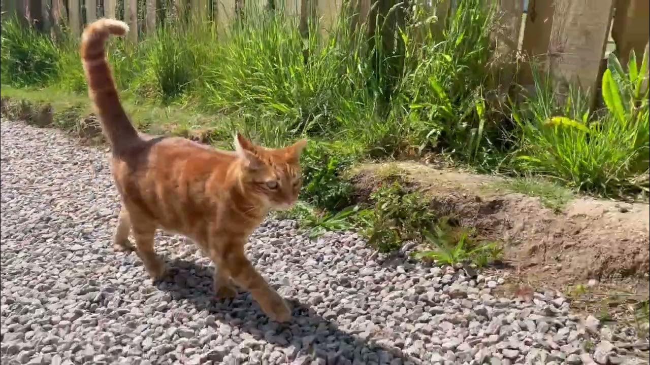 Danny the ginger cat walks by the sea in Cornwall UK, a bit further