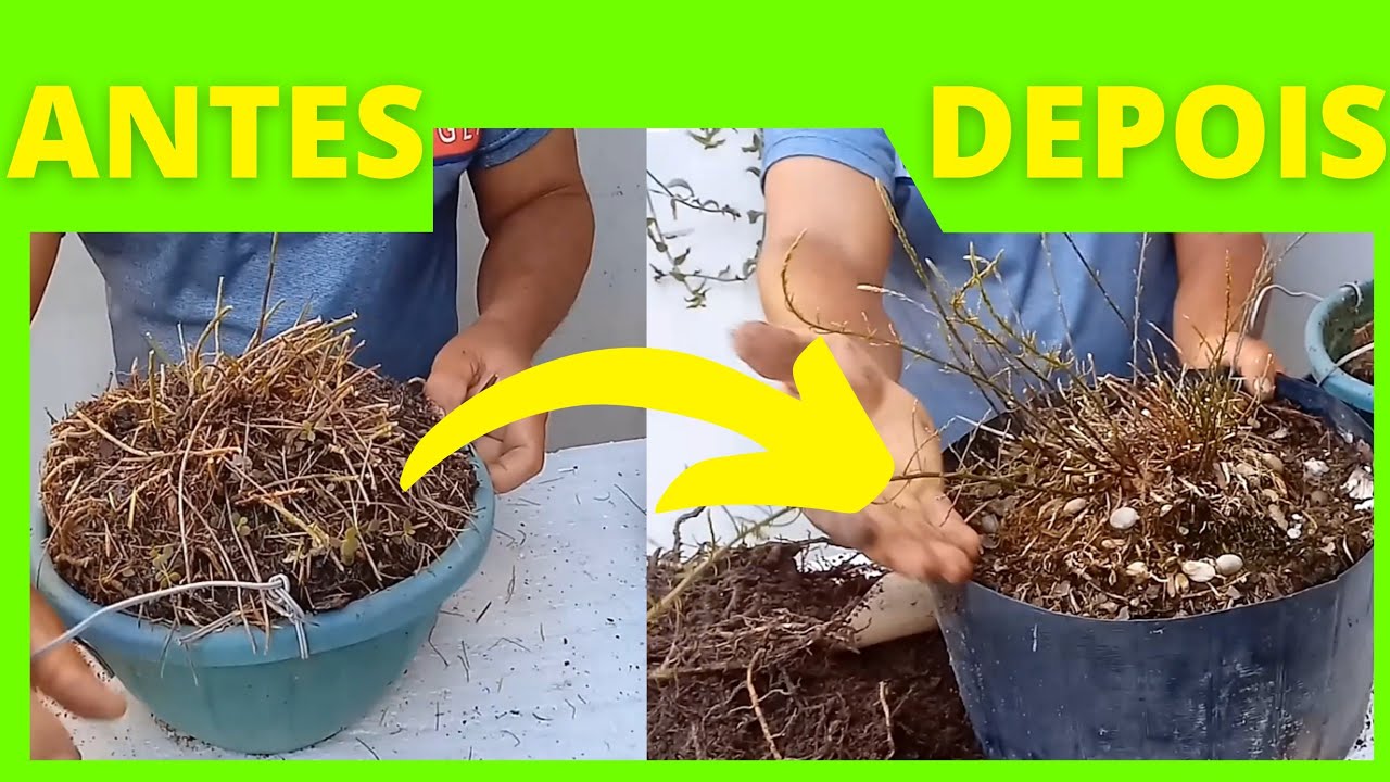 COMO FAZER A PODA DO ALFINETE ASPARGO RÁPIDO