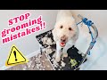 10 GROOMING MISTAKES TO AVOID ⚠️ Tips that actually worked for my goldendoodle