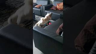 Noah's Saturday fun !! #shihtzu #puppy #funny #moments  #compilation #weekend #saturday #crash #jump