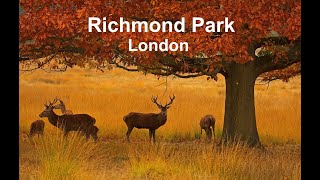 Richmond Park, London