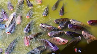 Alasan Mengapa Anda Harus Berhenti Makan Ikan Nila Sekarang Akan Membuat Anda Ngeri