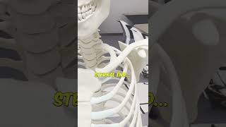 Anatomy of Clavicle in 3d Part 1