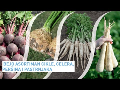 Video: Celer, Peršin I Pastrnjak U Kuhanju I Tradicionalna Medicina