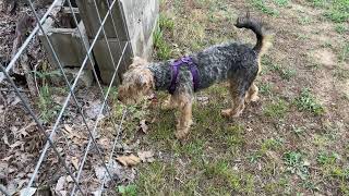 Airedale and Welsh Terrier  enjoying the backyard.