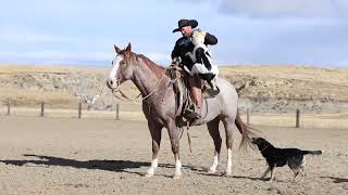 Lot #32 Radar a true joy to have around – trust worthy and reliable with a friendly personality.