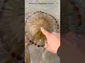 Rescuing Danger The World S Most Venomous Jellyfish Rescuing Danger The World S Most Venomous Jellyfish