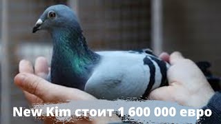 Самый дорогой голубь в мире. Гоночный голубь за 1,6 млн евро - продали Нью Ким