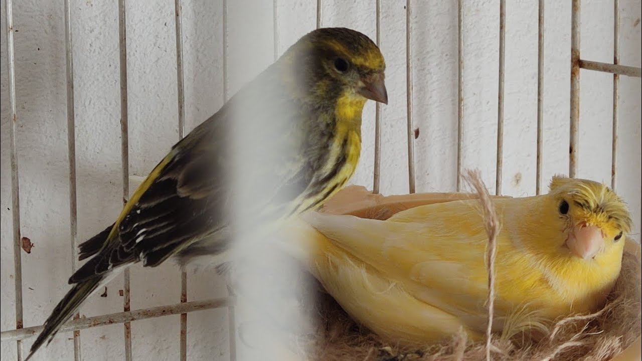 Όσα πρέπει να γνωρίζετε για τις αναμίξεις καναρινιών με άγριων πτηνών.Πως βγάζουμε μουλους.